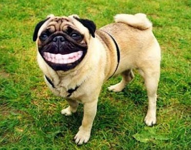 Burton Road Chippy - Lincoln tweet media