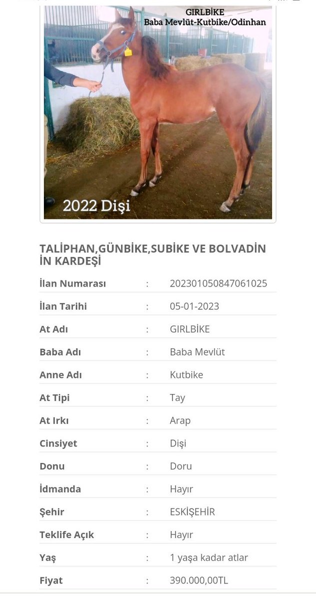 MetinMfg's tweet photo. #SatılıkElitTay , https://t.co/II9sDkfgI1 de #Taliphan #Günbike #Subike #Bolvadin ile kardeştir @varmitalip @menajerALKAN @GkhanYILDIZ10 #ElitArapTay @cantinazhakan @baturhanaksoy @GokhanSeker35 https://t.co/1HLazqv0Rs https://t.co/j5xIsC3oHp