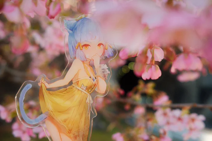 Niaちゃんとデート 場所は河津桜祭り 