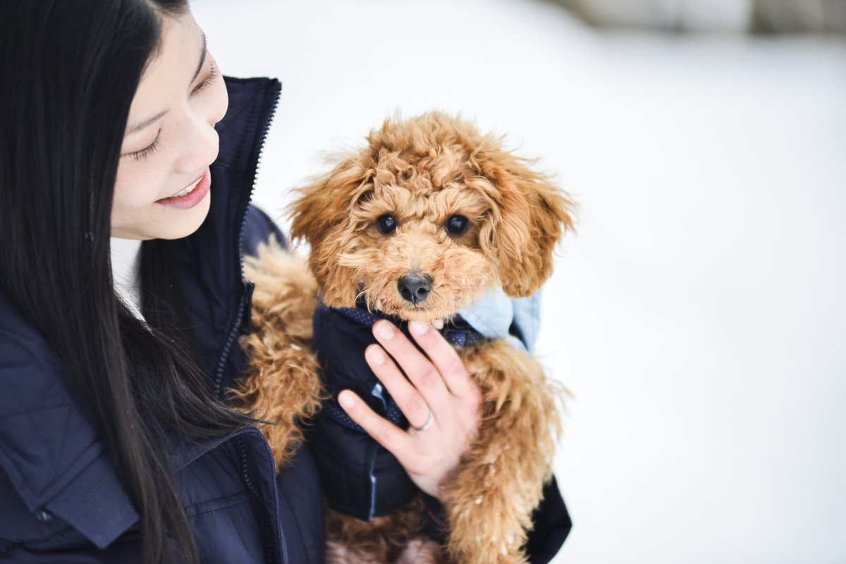 ByHakuba's tweet photo. Dog Friendly Fair 2022-2023🐶

A special offer for travelers with dogs, 
up to 15% off room rates 
for early reservations 
made 60 or 30 days in advance! 

===

Dog Friendly Room🐶
60日前・30日前の早期予約を対象に、
宿泊料金を最大15％OFF！

期間・室数限定の
スペシャルオファー✨ https://t.co/enCHxzCirc
