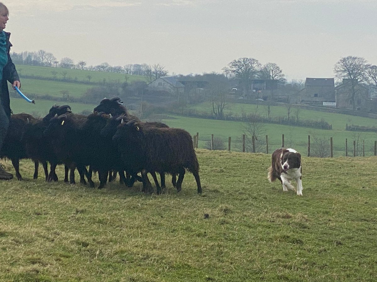 dreamworkbc's tweet photo. @comms2point0 This is what we got up to this week! Drama being a sheepdog. She was fab.
#FitForFunction #CommsPets #CommsDoggy https://t.co/BdtNWzBtuB