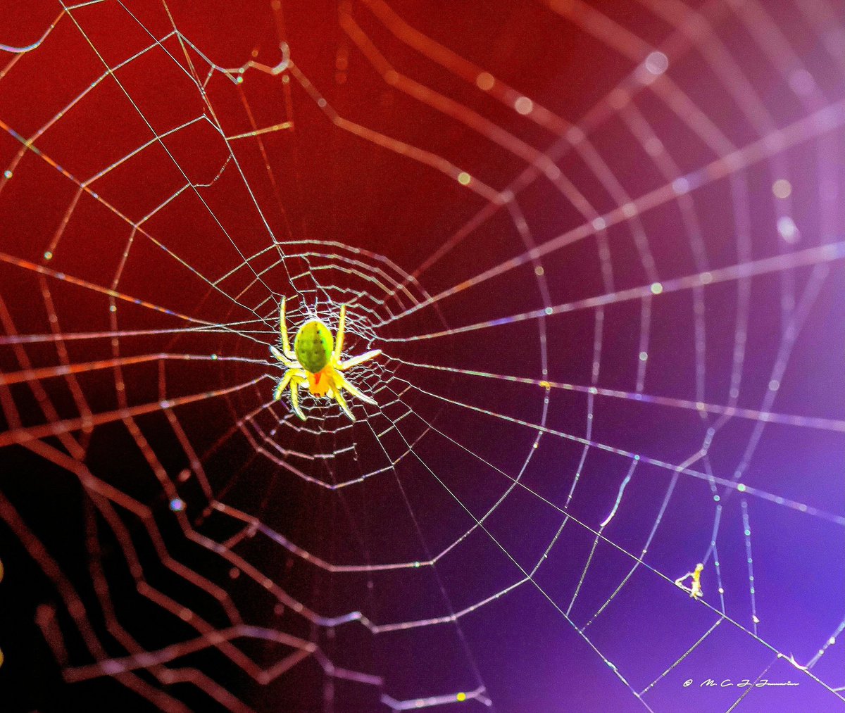 mcjjan's tweet image. Araniella sp. #spidersweb @BritishSpiders @UKgardenspiders #garden #gardening #nature #NaturePhotography #macrophotography #Nikon