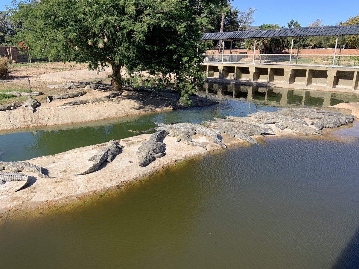 BPSCricket's tweet photo. Croc Farm visit yesterday before the game. https://t.co/f3VAO8YoX7