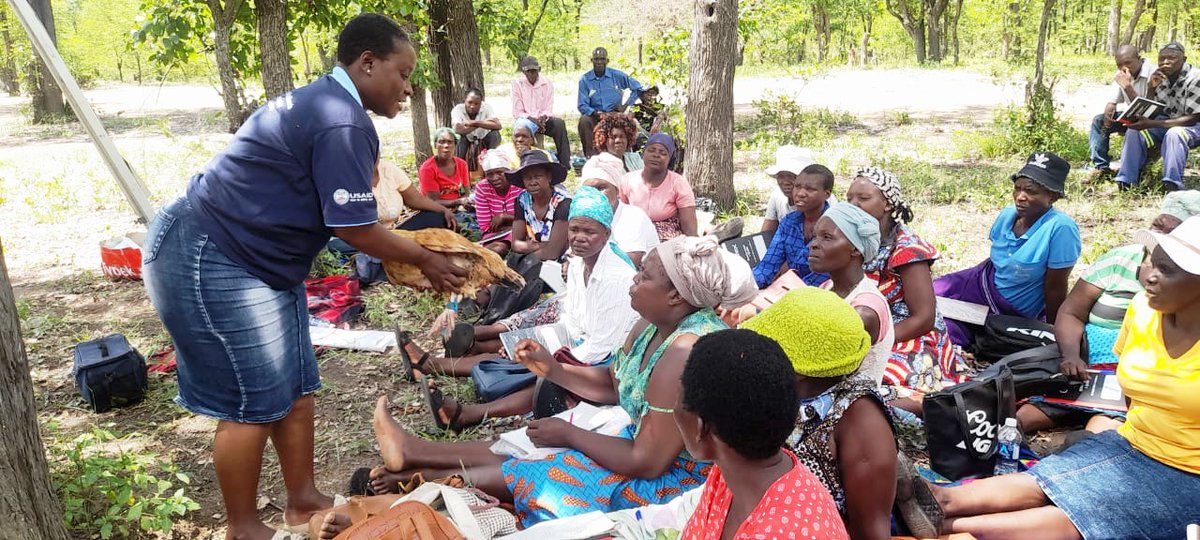 nutriactionzim's tweet photo. The BHA funded Integrated livelihoods project in Mwenezi and Chiredzi districts has trained 1000 farmers on poultry production, distributed chicken feed and fowl run construction materials.
#buildingresilence
#communityDevelopment https://t.co/0RzAkn9Di5