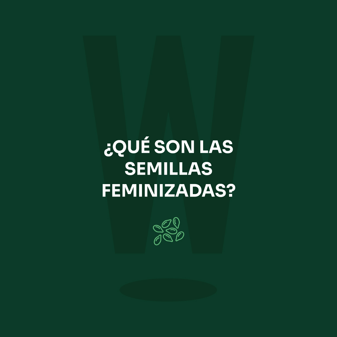 growmania_esp's tweet photo. ¿Qué son las semillas feminizadas?

Las semillas feminizadas no son más que aquellas semillas en donde el cannabis solo las genera genéticamente hembras.

¿Quieres saber más? Entra en nuestro blog 
🛒https://t.co/I2TZVom150

#Growmania #growshop #growonline #Marihuana #hemp https://t.co/fhOdZoJEiM