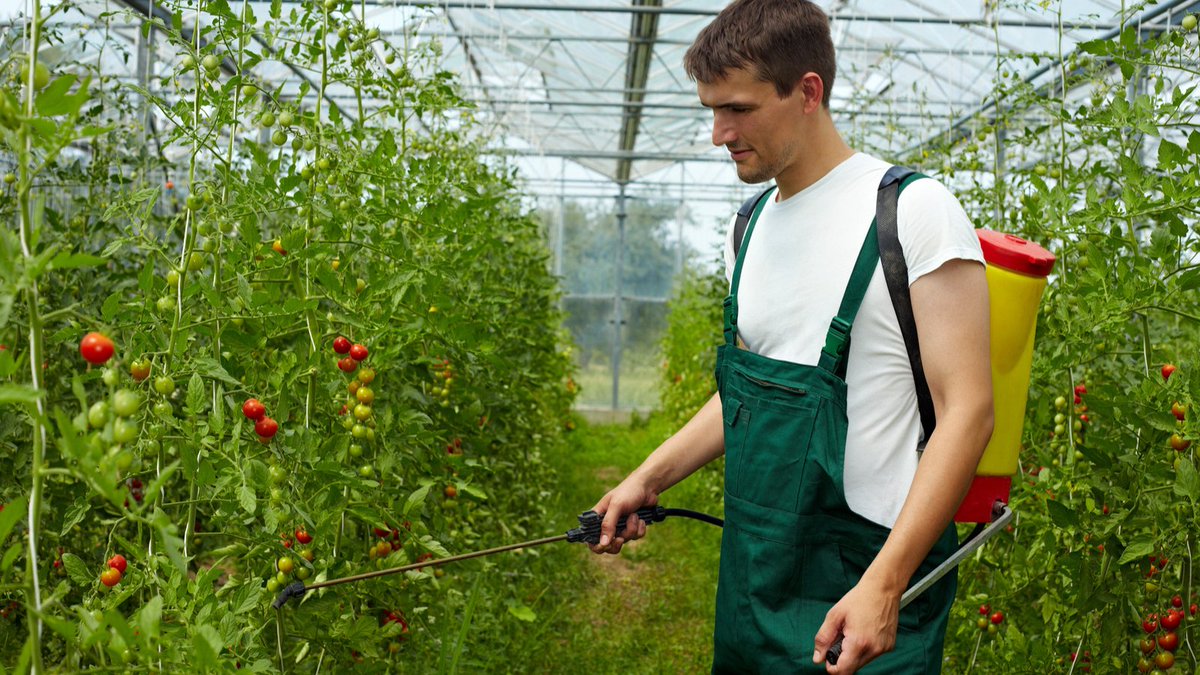 Boost your tomato game with these easy, eco-friendly homemade fertilizers! 🍅🌱 Say goodbye to expensive store-bought options and hello to lush, thriving tomato plants 🌿🌞 #DIY #fertilizer #gardeningtips #tomatolove #tomato #balconygardenweb #garden 
balconygardenweb.com/best-homemade-…