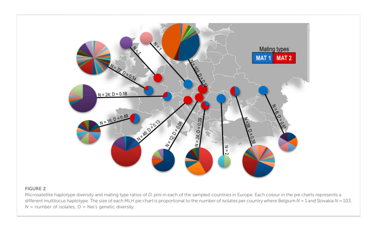 PPM_Research's tweet photo. Population structure and diversity of the needle pathogen Dothistroma pini suggests human-mediated movement in Europe https://t.co/ChBkfohE1R https://t.co/t3QkCEpa9M