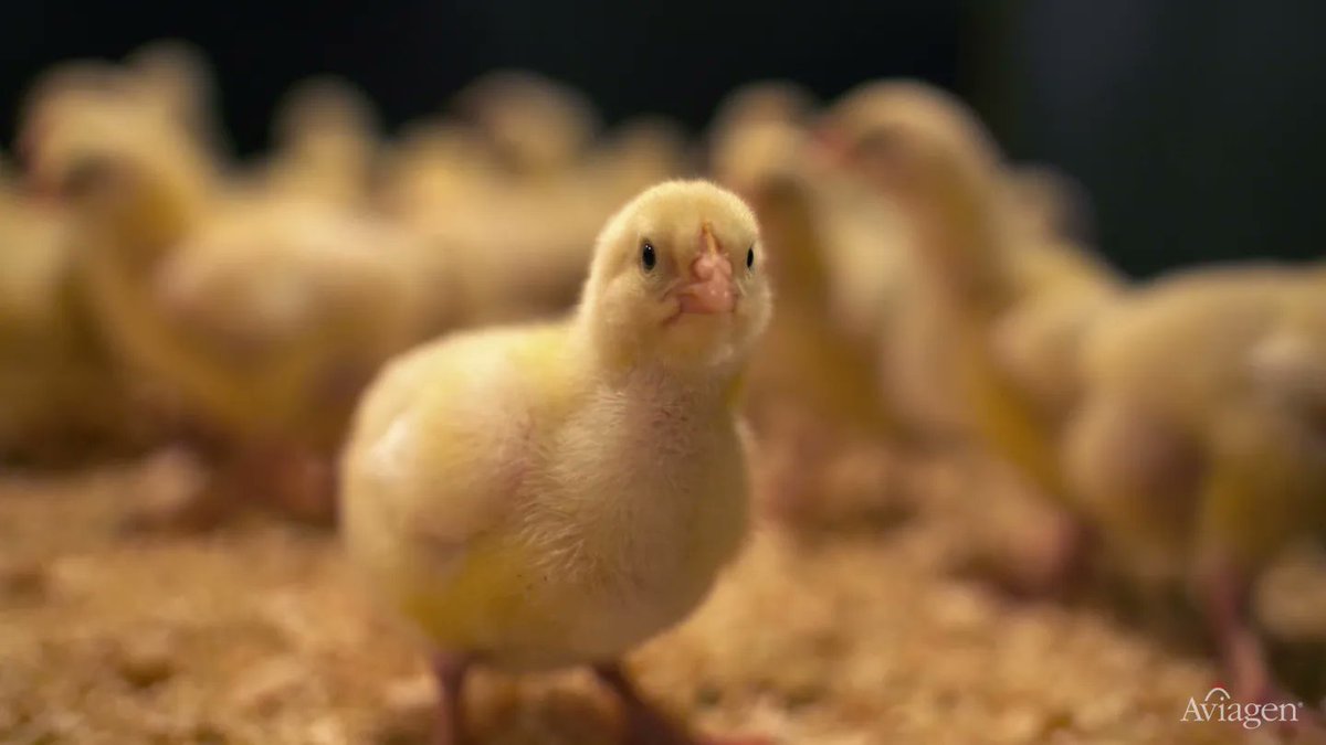 JackVideoEditor's tweet image. Do you like chickens?! A series of stills from 2 films done for Aviagen promoting their scholarship scheme.

Shot and edited by me.