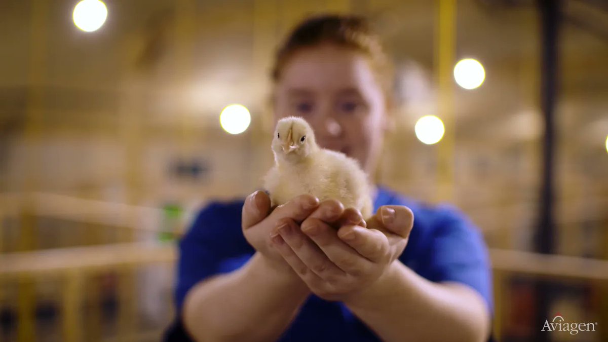 JackVideoEditor's tweet image. Do you like chickens?! A series of stills from 2 films done for Aviagen promoting their scholarship scheme.

Shot and edited by me.