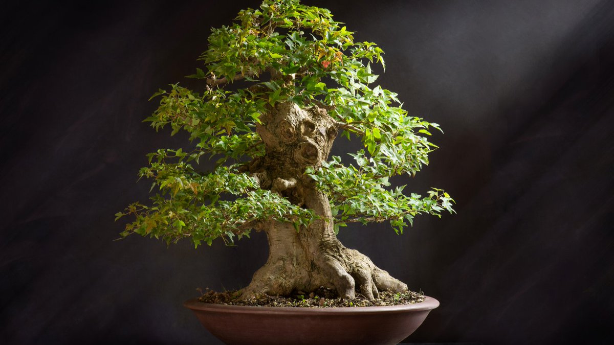 Bring the beauty of flame trees into your home with a bonsai! 🔥🌳🏠 Learn how to cultivate these vibrant plants in miniature form and add a fiery touch to your indoor garden 🌿🔥 #bonsai #flametree #indoorplants #homedecor #garden #gardening 
balconygardenweb.com/how-to-grow-fl…