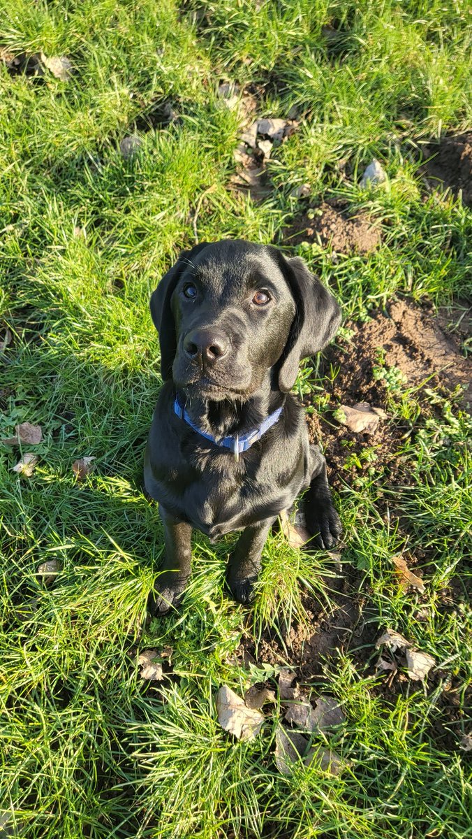 Anni_24h's tweet photo. @Topfritte Du brauchst einen Hund. Empfehle Labrador. Kann man stundenlang flauschen. https://t.co/CnlXtgBA8n