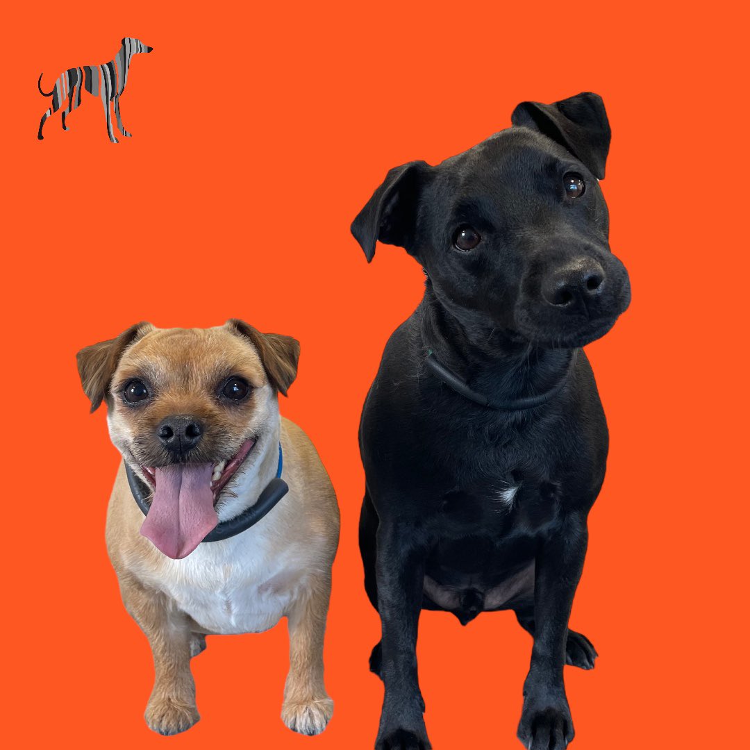 BlenheimandBlue's tweet photo. #blenheimandblue #doggrooming #dogsofinstagram #doggroomer #alfreton #matlock #crich #dog #doglover #doglyness #puppy #puppiesofinstagram #pup https://t.co/MHpoWrrJae