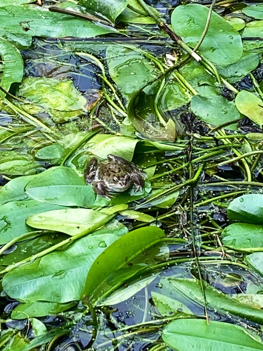 Goodfooddrink's tweet photo. @janh1 @EdenProject in #Froguary ๐ธ #FrogWeek ๐ https://t.co/KEFrlS1mlr