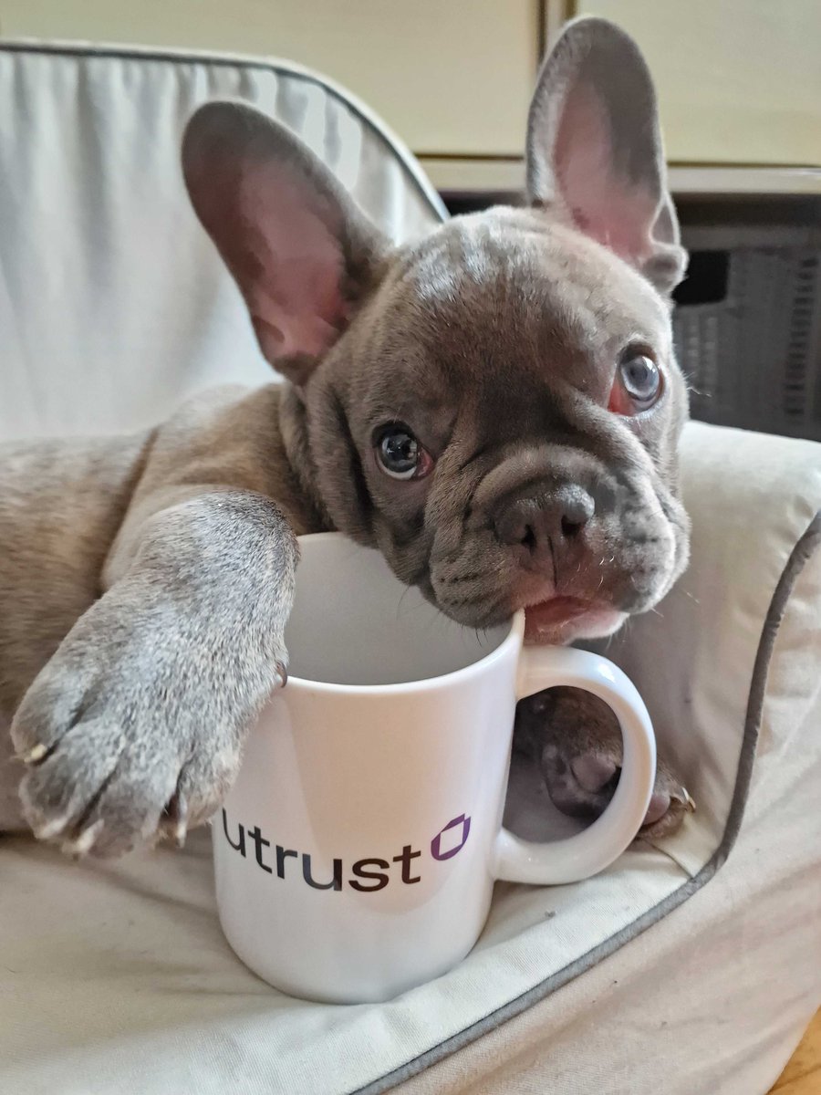 xMoney_com's tweet photo. "Gm! Feeling so BULLish I can't handle it" ☕️

What about you? https://t.co/evpTNKIpuU