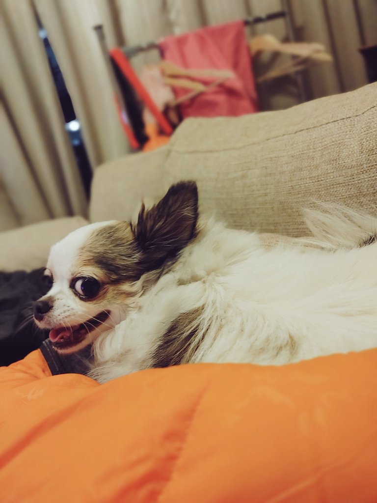 SUiC7uRMDpgH9fd's tweet photo. ニヤリ🐶
ソファーを変えてから、いつもソファーの上にいるのさ✨
#犬 #dog #わんこ #cute #happy #follow #チワワ #smile #フォロー #chihuahua #いぬ #愛犬 #love #dogs #ふわもこ部 #puppy #ilovemydog #イヌ #dog_features #chihuahuafanatics https://t.co/gBSEwHNTdL
