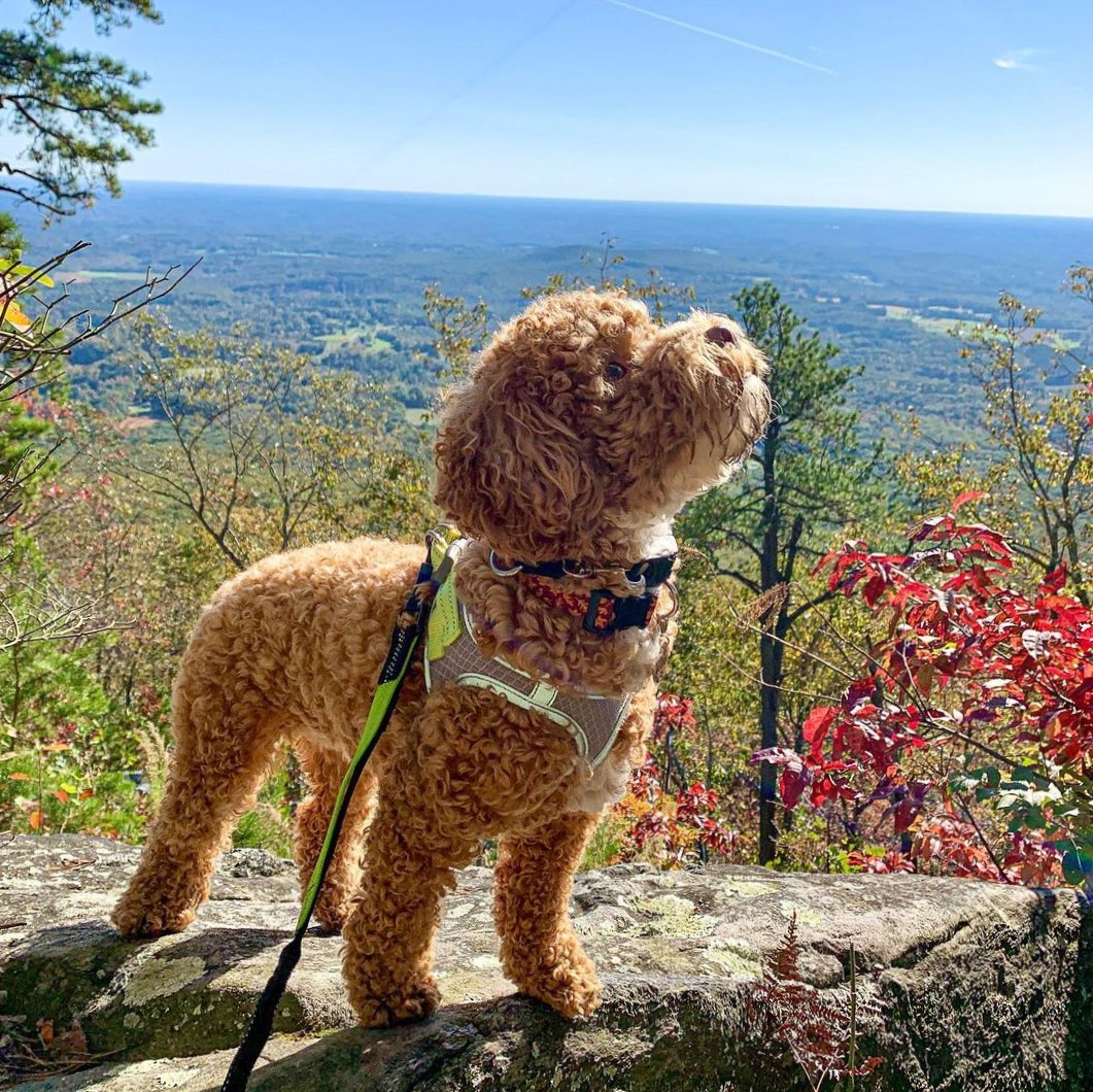 Capture these proud moments, no more shaky shots holding the leash now that you're hands-free! 😋
#handsfreeleash #sparklypets #dogleash
