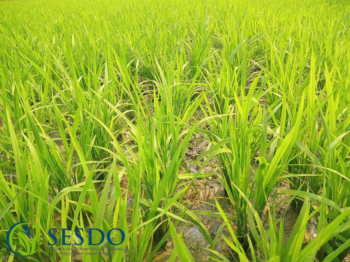 SESDOBD's tweet photo. #farmers #agriculture #supportsmallscalefarmers
@_INPST @GoneSustainable @IPBES @Ecologi_hq @Welthungerhilfe @GlobalGiving @Global_Nature_F @GCAdaptation @MalteserInt @BROT_furdiewelt @EUClimateAction @theGCF @IFAD @CGIAR @UNFCCC @theGEF @FAOclimate @unredd https://t.co/9v0gg3Dfrd