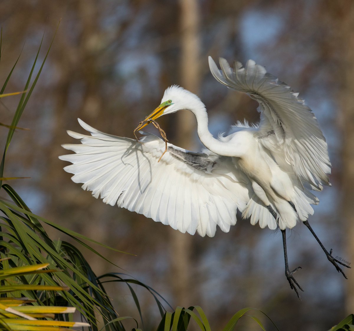 A Great Egret with nesting materials.

#twitternaturecommunity #bird #thingsoutside #naturephotography #birdphotography #wildlife #nature #twitterbirds #bird #birding #BBCWildlifePOTD #natgeowild
#birdsfeather #audubon #floridabirds