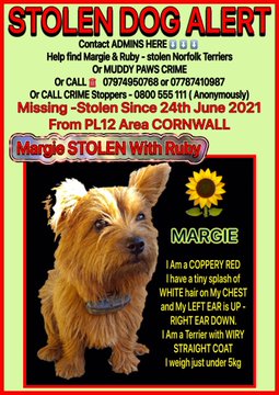 XMmguj's tweet photo. Please don't slacken the search for these two dear #Norfolk #Terriers, so cruelly stolen from their #Cornwall home. They almost certainly have been sold and thus could now be anywhere in the Country so please do your best for them! Please @FindMargieruby https://t.co/8nsDSW9WQW