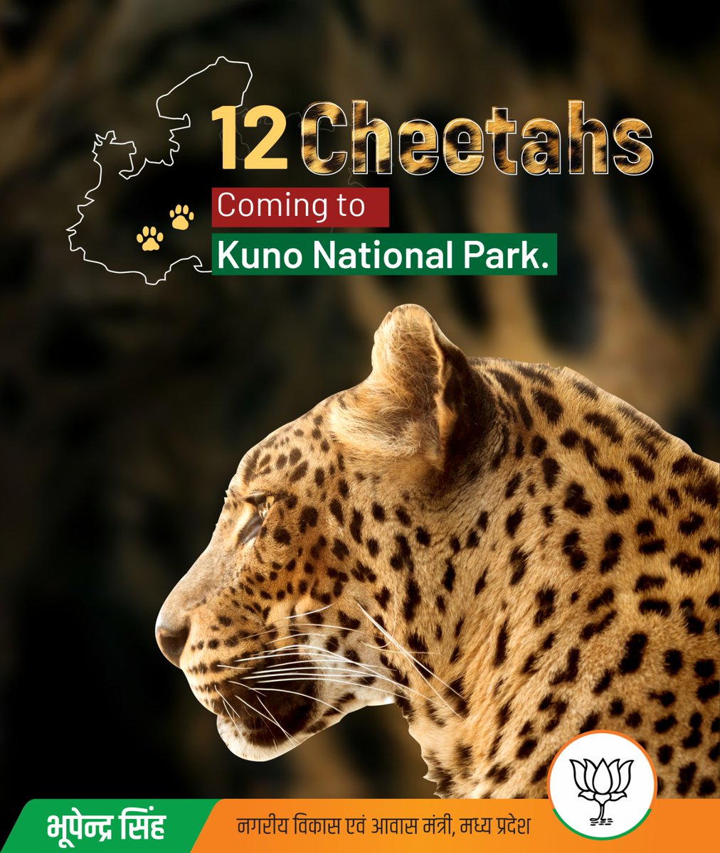 bhupendrasingho's tweet image. 12 नए अतिथि अब कूनो को अपना घर बनाने जा रहे हैं।  कल 18 फरवरी 2023 को, साउथ अफ्रीका से 12 चीते कूनो नेशनल पार्क में आएंगे।  
#CheetahStateMP