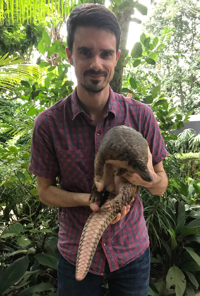 oxmartinschool's tweet photo. Today is #WorldPangolinDay. Pangolins are the world's most trafficked mammal and all 8 species are threatened with extinction. 
#OperationPangolin has been launched to help, developing pangolin-specific monitoring &amp; interventions to prevent illegal trade.
https://t.co/PTfnwJz18k https://t.co/9eaxV4Nthp