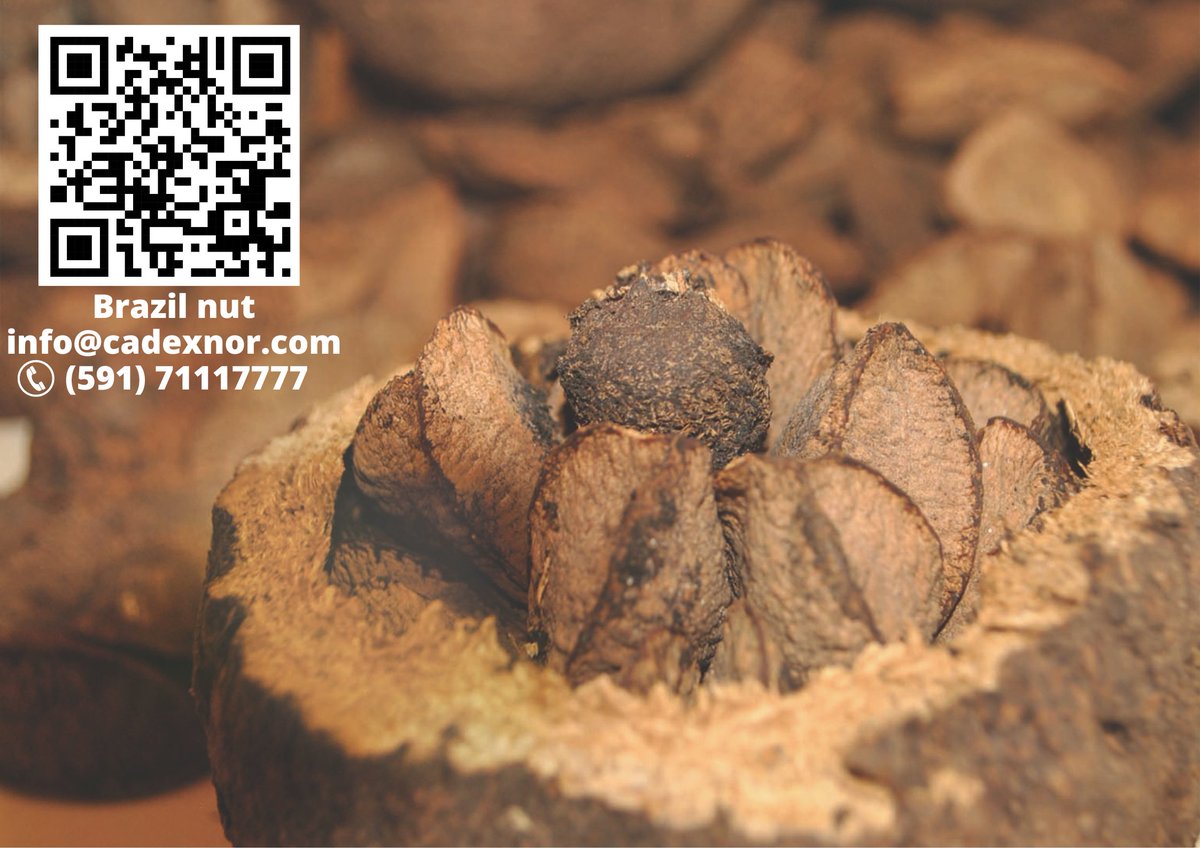 cadexnor's tweet image. La nuez amazónica (Brazil nut) producto de la selva de la Amazonía boliviana. Contribuye a la sostenibilidad ambiental por sus características de aprovechamiento, preservando la biodiversidad y los ecosistemas naturales y su conservación a largo plazo. #cadexnor, #BrazilNuts