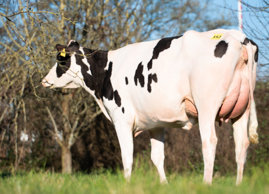 Lagere melkprijs zorgt voor duidelijk lager prijzen op Duitse vaarzenveilingen deze maand. Nederlanders blijven nog wel de veilingtoppers kopen.
bit.ly/3xsDkyv
