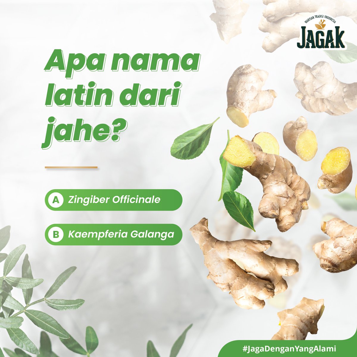 jagak_id's tweet photo. Yang pas sekolah dulu seneng banget sama pelajaran biologi, pasti bisa tebak nih nama latin dari jahe. Kira-kira mana ya jawaban yang tepat? Tulis jawabanmu di kolom komentar ya, JAGAK Friends!

#AntiPegalLinu #TemanSehat #MinumanHerbal #JagakOT #MinumanKesehatan https://t.co/EMDbhfjO3Z