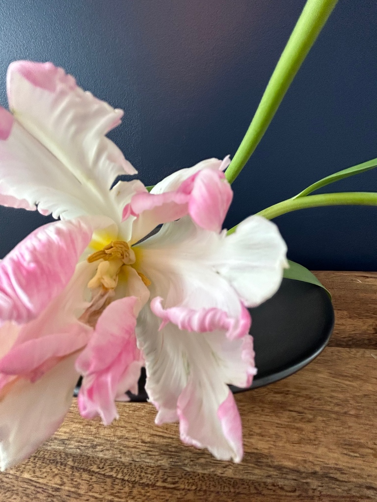 SimonPearceInc's tweet image. Boldly go where no flower has gone before: into a gorgeous low bowl. Create your own instant centerpiece and tag #simonpearce – we love to get inspired by you.

l8r.it/pgos

#📷️ @v_dilley_