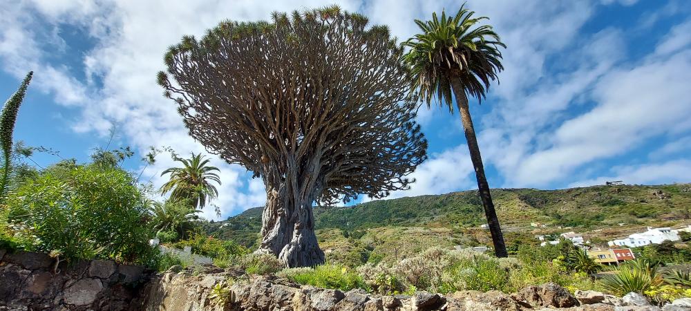 HispaniaVerde's tweet photo. Fin de semana de #Carnaval  🎭.
Uno de los lugares donde se celebra esta festividad por excelencia en Tenerife y hasta allí os proponemos ir para conocer el Parque del Drago, uno de los símbolos naturales, culturales e históricos más importantes de #Canarias.

#findesemana https://t.co/v2d44RXtK9