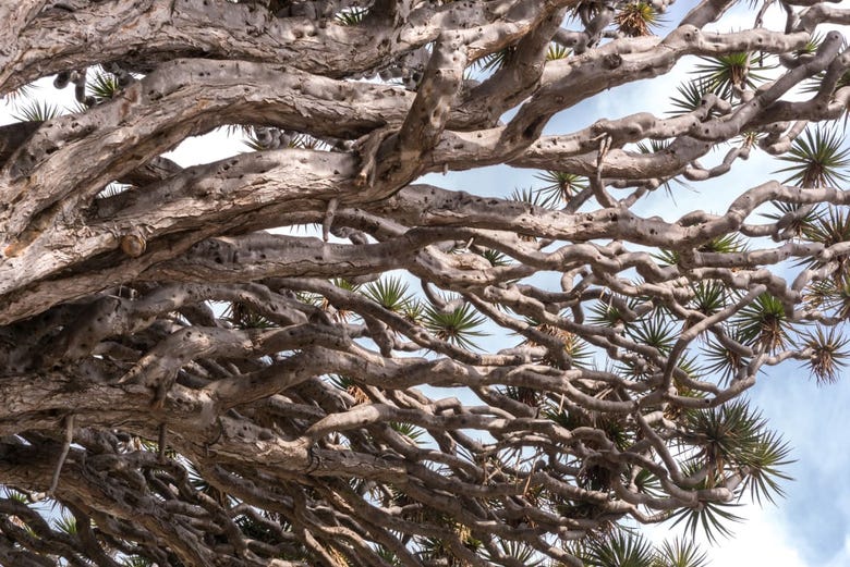 HispaniaVerde's tweet photo. Fin de semana de #Carnaval  🎭.
Uno de los lugares donde se celebra esta festividad por excelencia en Tenerife y hasta allí os proponemos ir para conocer el Parque del Drago, uno de los símbolos naturales, culturales e históricos más importantes de #Canarias.

#findesemana https://t.co/v2d44RXtK9