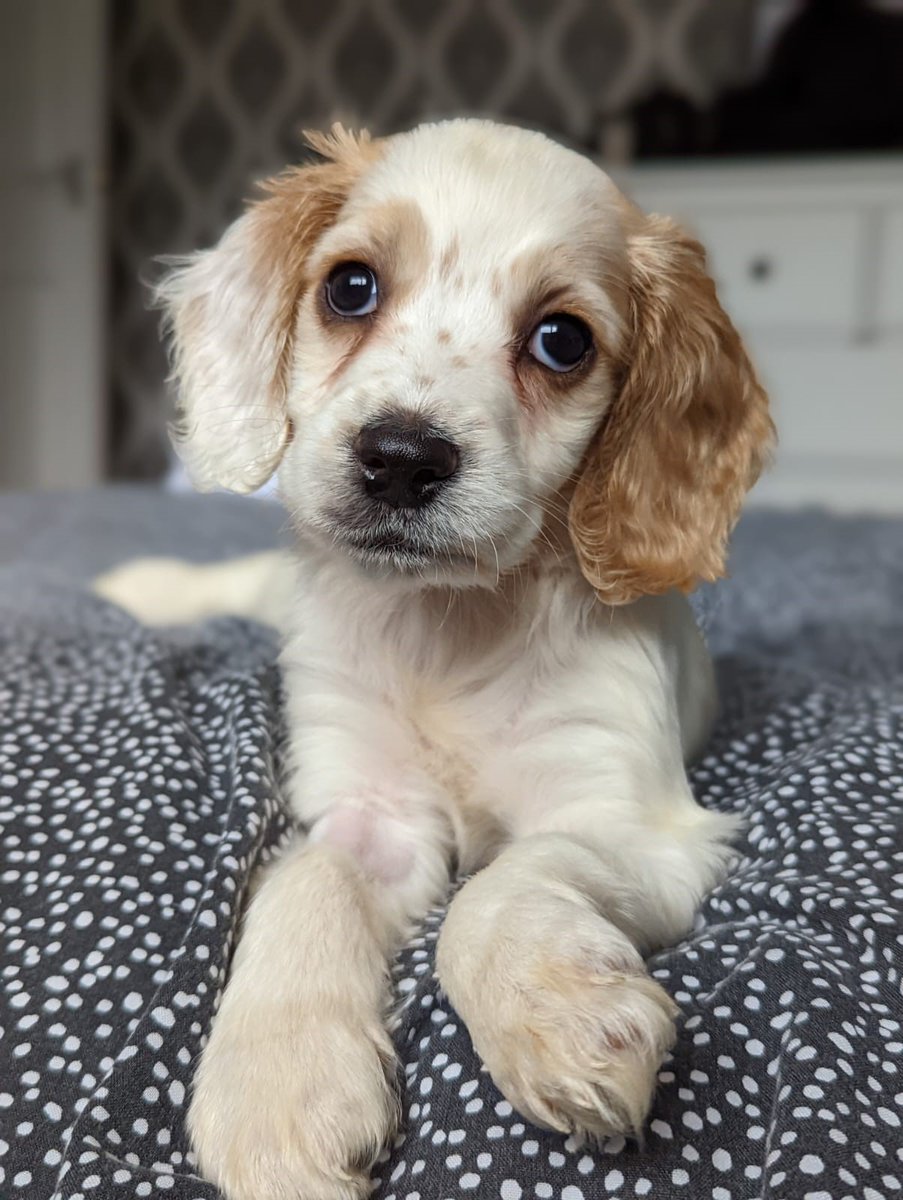 Please retweet, I am asking rescue charities, large and small to speak out about the sheer numbers of legal and illegal breeders in the UK? 

My local council are giving licences to breeders for 130+ breeding dogs, when every shelter in the county is full. 

<a href="/DogsTrust/">Dogs Trust 💛🐶</a> <a href="/APDAWG1/">APDAWG</a>