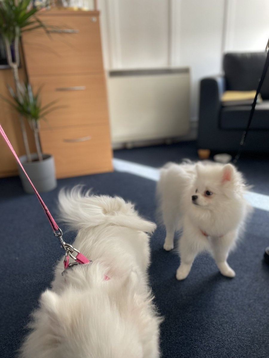 When your clients bring their pups into their appointments…#officedogs