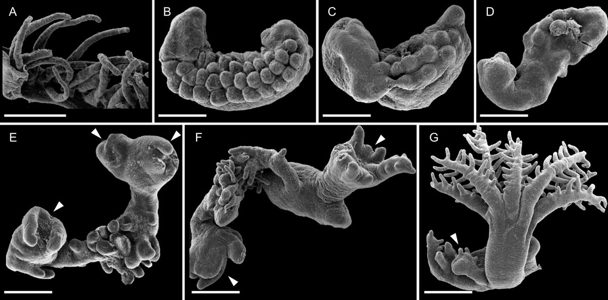 Check out this amazing new study on octocoral regeneration abilities in <a href="/FrontMarineSci/">Frontiers - Marine Science</a> 

Xenia umbellata is a novel model for regeneration, developmental biology and more! 

Learn more👇
frontiersin.org/articles/10.33…

<a href="/CharneySchoolMS/">The Leon H. Charney School of Marine Sciences</a> <a href="/LifeScienceTAU/">The George S. Wise Faculty of Life Sciences | TAU</a> 
#regeneration #biology #cnidarian