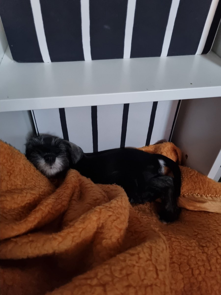 ren_from_mars's tweet photo. We got a new puppy today and she owns my heart already, say hi to Viola! https://t.co/e2XUaQ92z7
