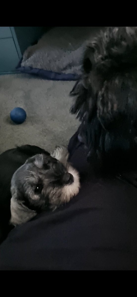 ren_from_mars's tweet photo. We got a new puppy today and she owns my heart already, say hi to Viola! https://t.co/e2XUaQ92z7