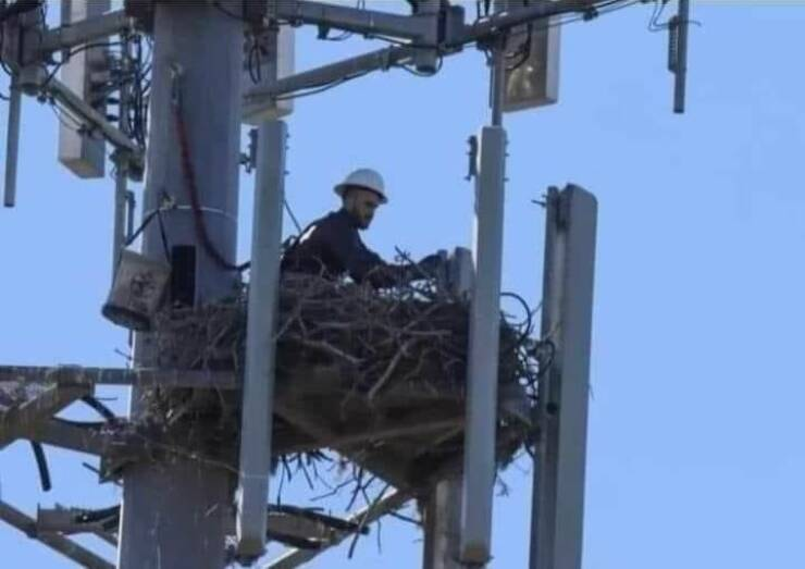 Ein seltenes Foto, vom schlüpfen eines Swisscom Technikers. Er hat sogar noch Teile der Eierschale auf dem Kopf. 🐣