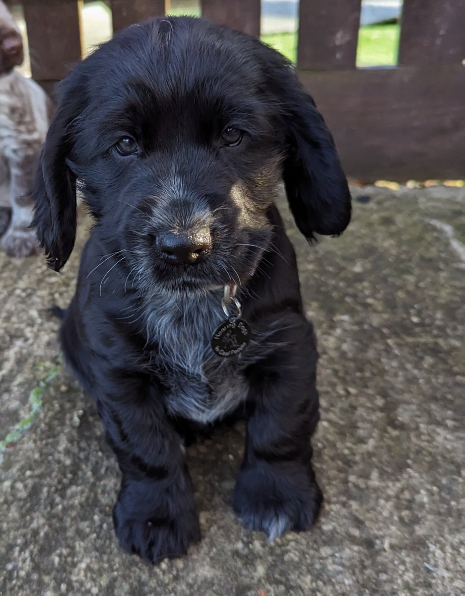 🐾 Dog Lovers Wanted 🐾

We are looking for volunteers to help care for and train adorable pups like Darwin from their own home 🥰

You will have full support and guidance from a Hearing Dogs Dog Trainer in person and online.

Find out more here >> hearingdogs.org.uk/volunteering/p…