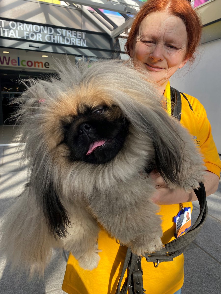 We had a paw-some new visitor on the wards this week! Our newest therapy dog Henry successfully completed his first week on the job, visiting patients and staff to brighten their days. Congratulations Henry! 🐶 <a href="/PetsAsTherapyUK/">Pets As Therapy</a>