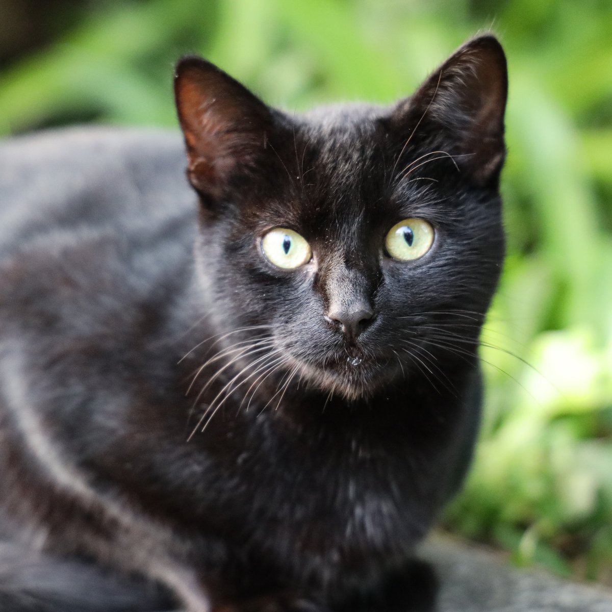 ciencias_fcup's tweet photo. Hoje é o dia dos nossos patudos. Feliz Dia Mundial dos Gatos! 🐱🐾

Quem já passou por eles no Campus comente 🙌😻 https://t.co/oUDzobglrQ