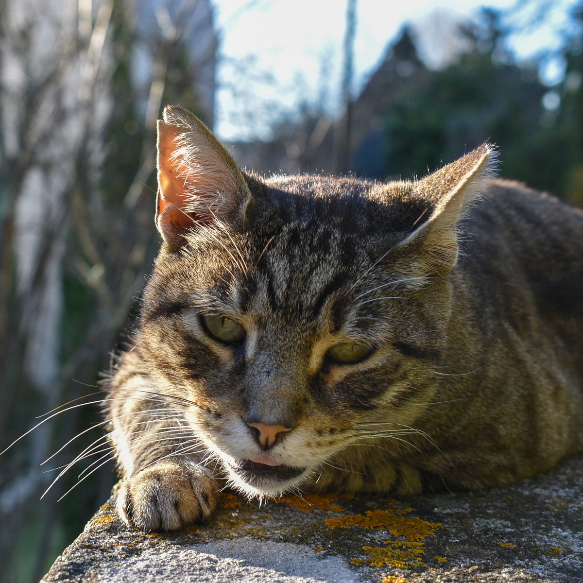 ciencias_fcup's tweet photo. Hoje é o dia dos nossos patudos. Feliz Dia Mundial dos Gatos! 🐱🐾

Quem já passou por eles no Campus comente 🙌😻 https://t.co/oUDzobglrQ