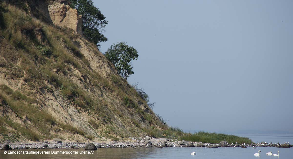 BfN_de's tweet photo. #BiologischeVielfalt an der #Ostseeküste stärken: Im Projekt "Forum der Vielfalt“ werden in der Region Westmecklenburgische Ostseeküste &amp; Lübecker Becken u.a. Küstenlandschaften &amp; Waldmoore renaturiert sowie Küsten- und Wiesenvögel besser geschützt.🌊https://t.co/erOLmEed6T #bpbv https://t.co/JtOkoFFLQt