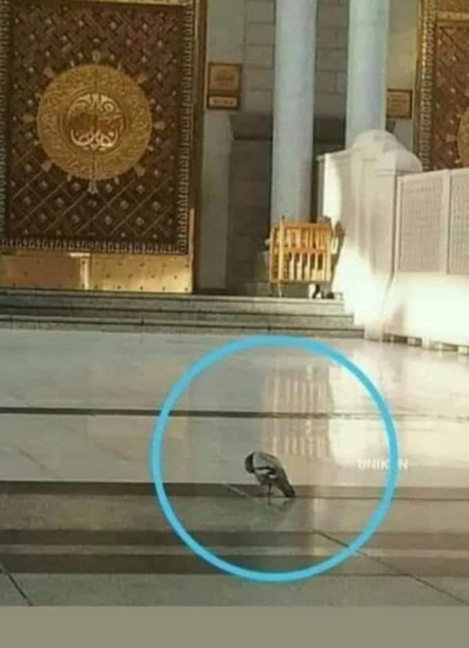 AizazIqbalAwan's tweet photo. میٹھا میٹھا پانی اےجیند لا مدنی ﷺ دے ناوے اے اونج وی تے جانی اے❤☺

#Dawateislami
#SupportTurkey_WithFGRF https://t.co/Jn2rbekDeI