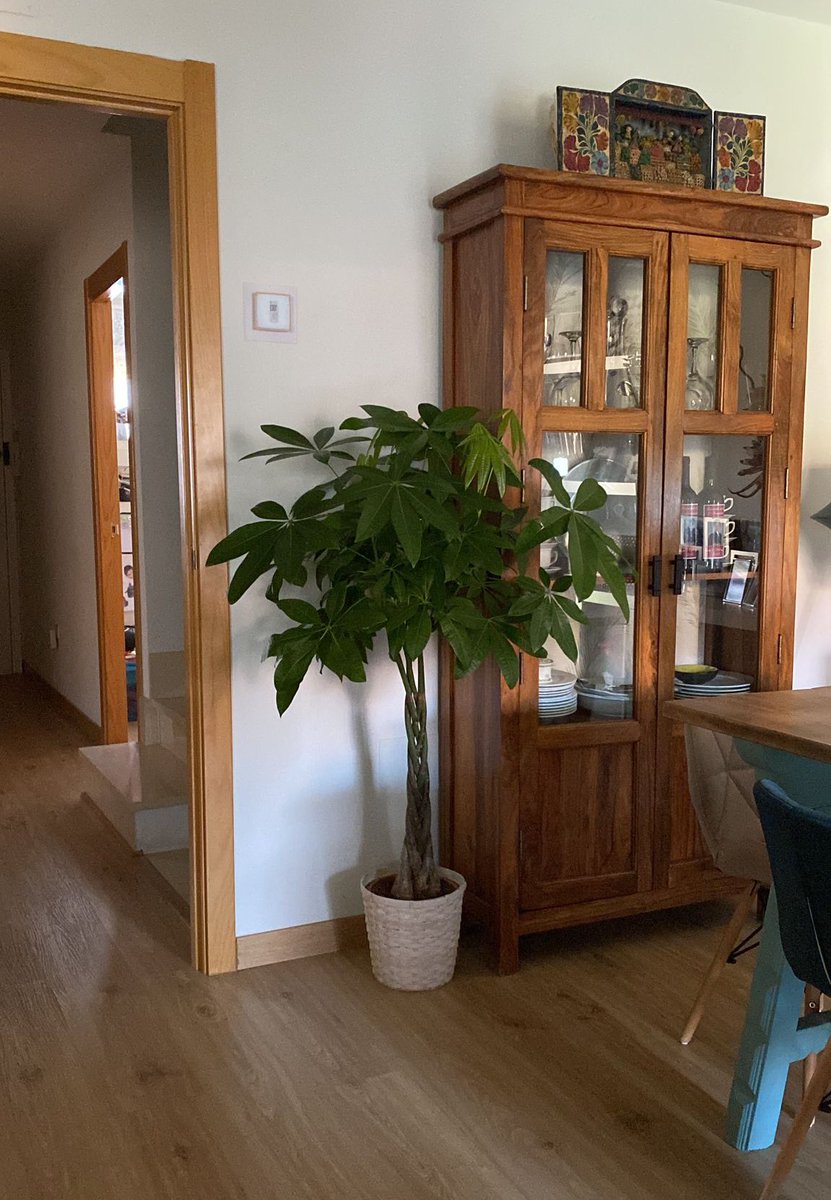 en20metros's tweet image. Si buscas una planta para ti o para regalar a alguien en una casa con bastante luz, guíate por mí y vete a por una #pachira aquatica
Mira la que le regalé a mi hermana cómo crece desde reyes. 🤤
Vídeo de cuidados 👉🏼 youtu.be/fcWd0GnH8fw