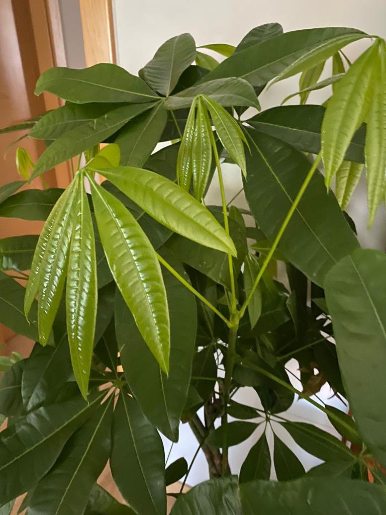 en20metros's tweet image. Si buscas una planta para ti o para regalar a alguien en una casa con bastante luz, guíate por mí y vete a por una #pachira aquatica
Mira la que le regalé a mi hermana cómo crece desde reyes. 🤤
Vídeo de cuidados 👉🏼 youtu.be/fcWd0GnH8fw
