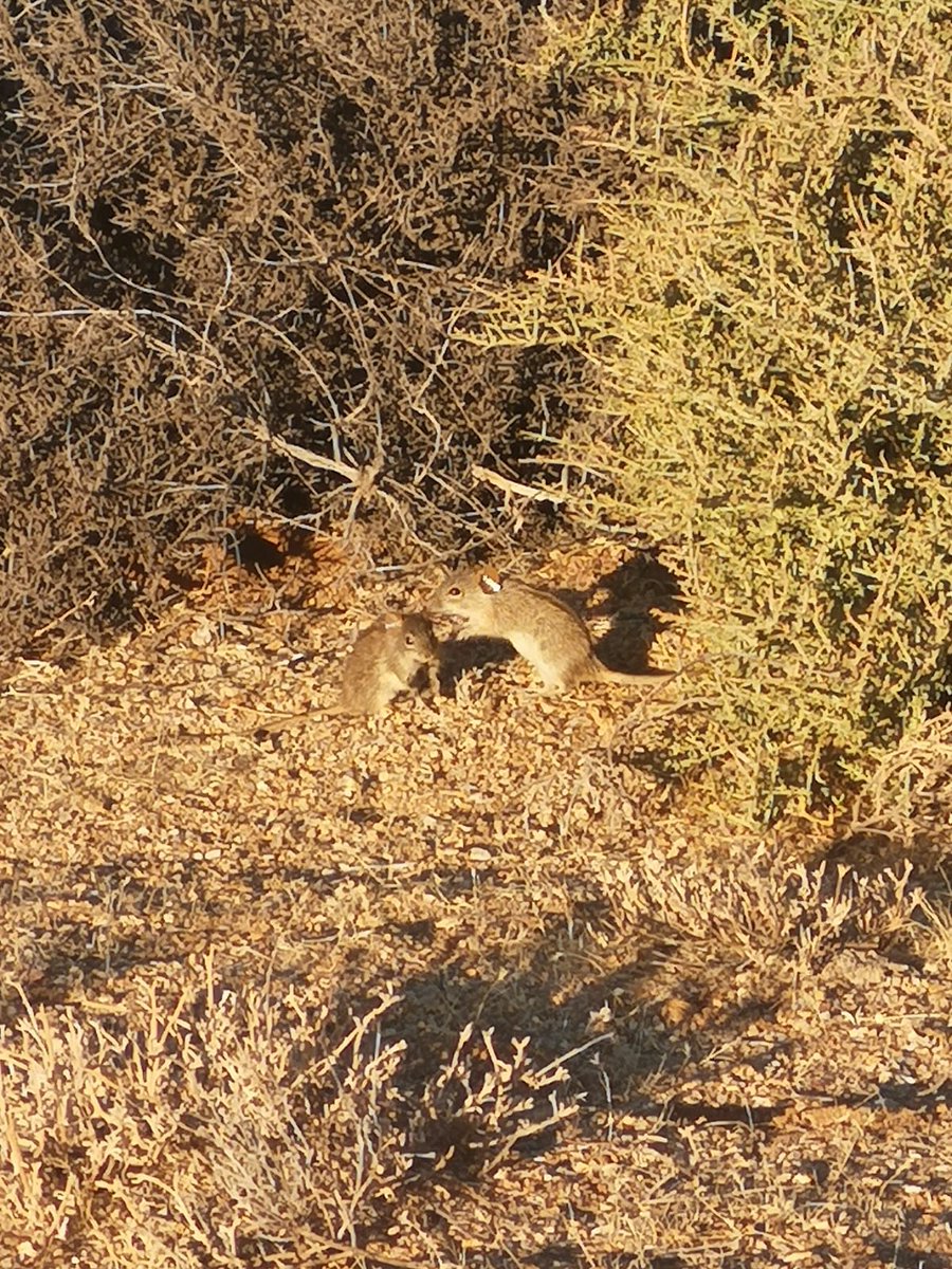 LeoPerrier_'s tweet photo. Next week, I will be on my way to the Goegap nature reserve in South Africa 🇿🇦 to finally study striped mice in their natural habitat! I will try to post updates soon, with photos of the field work! Here are some taken by Lény who is already preparing the field, seems amazing! 🐭 https://t.co/rtgOYPj7RG