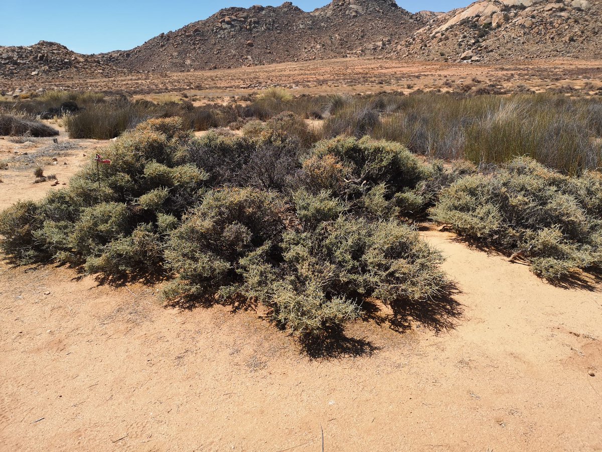 LeoPerrier_'s tweet photo. Next week, I will be on my way to the Goegap nature reserve in South Africa 🇿🇦 to finally study striped mice in their natural habitat! I will try to post updates soon, with photos of the field work! Here are some taken by Lény who is already preparing the field, seems amazing! 🐭 https://t.co/rtgOYPj7RG