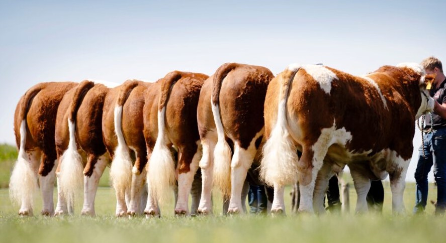 British Simmental tweet media