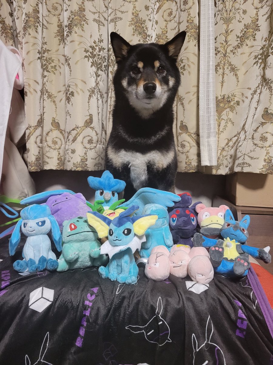 ポケモンの集合写真

#柴犬 #黒柴