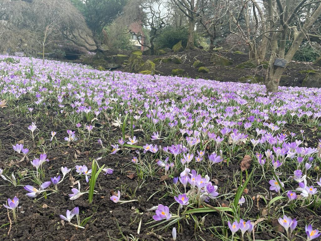 What an absolutely beautiful sight…Oadby Botanical Gardens #randomsactsofkindness